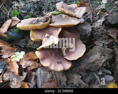 Vista dall'alto di un gruppo di funghi dorati in un ambiente forestale, circondato da foglie bagnate cadute e muschio verde. Atmosfera autunnale naturale con terroso tex Foto Stock