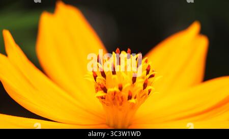 Primo piano di un vivace fiore giallo, che si concentra su stami e pistole dettagliate, isolato su uno sfondo scuro e sfocato. Foto Stock