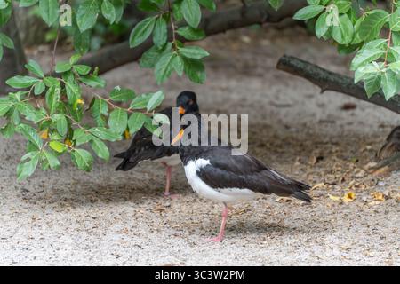 Due Oystercatcher eurasiatici (Haematopus ostralegus) si trovano sotto rami a foglia. I becchi arancioni e le gambe rosa si distinguono per il nero e il bianco Foto Stock