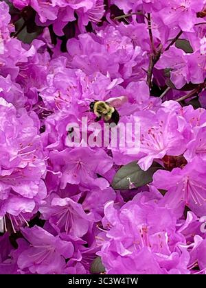 Fiori di rododendro rosa brillante che impollina Bumblebee in piena fioritura Foto Stock