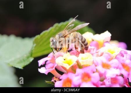 Foto macro da vicino di un'ape (Apis mellifera) che raccoglie il nettare dai vivaci fiori rosa e gialli di lantana. Perfetto per i concetti correlati Foto Stock