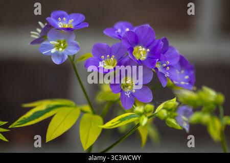 Polemonium Blue Pearl Jacob's Ladder Foto Stock