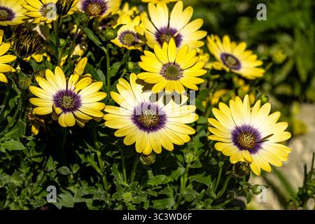 Bella mostra di Osteospermum giallo. Foto Stock