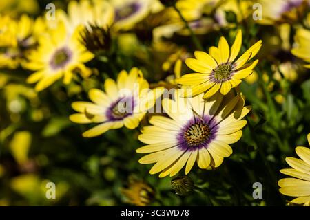 Bella mostra di Osteospermum giallo. Foto Stock