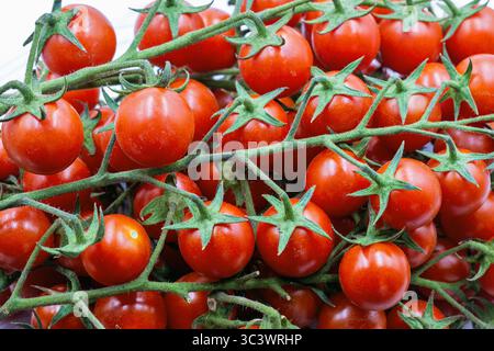 Una vista ravvicinata dei pomodori ciliegini rossi maturi ancora attaccati alla vite verde, che mostrano la loro consistenza fresca e succosa. Ideale per il cibo, l'agricoltura, o Foto Stock