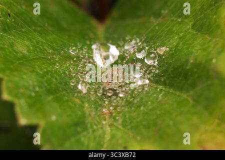 Ragnatela coperta di rugiada con gocce d'acqua, primo piano macro in un ambiente naturale all'aperto. Foto Stock