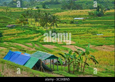 Terrazze di riso Jatiluwih, patrimonio dell'umanità dell'UNESCO, sull'isola indonesiana di Bali Foto Stock