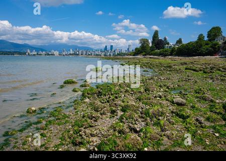 La marea è fuori e le alghe sono esposte lungo Linnea Beach a Point Grey, Vancouver, British Columbia. Stanley Park e il centro città sono di fronte. Foto Stock