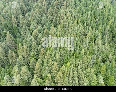 Una foresta di abeti Douglas, Pseudotsuga menziesii, cresce sulle ripide pendici che si affacciano sulla costa settentrionale dell'Oregon. Il PNW è noto per gli abeti. Foto Stock