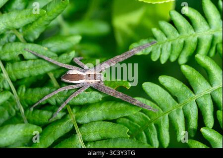 Vivaio ragnatela (Pisaurina mira) su felce Foto Stock