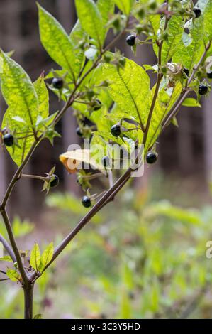 Bacche di Atropa bella-donna. Frutti di Deadly nightshade. La pianta è comunemente nota come belladonna. Foto Stock