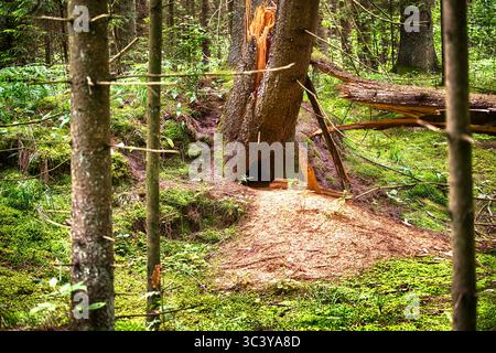 Segatura e detriti circondano l'ingresso di una fossa di volpi situata alla base di un albero rotto in una lussureggiante foresta verde, creando un habitat naturale Foto Stock