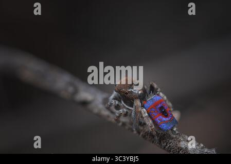 Un ragno pavone maschile (Maratus hortorum) nei suoi colori di riproduzione. I due punti blu al centro della sua schiena sono diagnostici di questa specie. Foto Stock