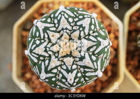 Primo piano di Astrophytum Asterias Super Kabuto V Type con contrassegni a forma di V in legno bianco e ali Fly's Wings sul corpo Foto Stock