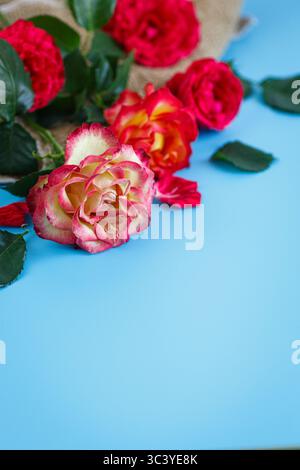Fiori con sfumature sfumate su layout blu pastello. Foto Stock