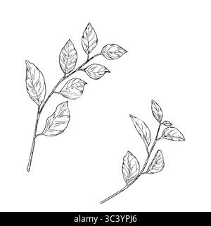Un ramo a molla con foglie, un set di silhouette, un semplice disegno di schizzo. Illustrazione vettoriale. Le foglie aggraziate su un ramoscello sono isolate su un bianco Illustrazione Vettoriale