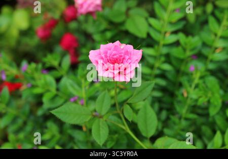 Primo piano di una splendida rosa borbonica di Cerise in fiore nel giardino Foto Stock