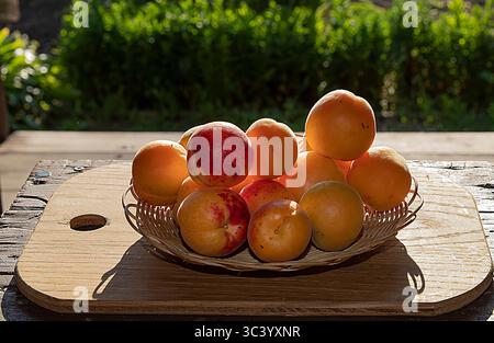 Albicocche e nettarine mature fresche in un cesto di vimini su un tavolo di legno in giardino. Frutta estiva, cibo sano e concetto di raccolta biologica Foto Stock