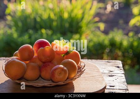 Albicocche e nettarine mature fresche in un cesto di vimini su un tavolo di legno in giardino. Frutta estiva, cibo sano e concetto di raccolta biologica Foto Stock