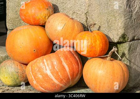 mucchio di zucche arancioni piene di vivaci zucche addossate a un rustico muro di pietra Foto Stock