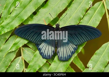 Grande farfalla mormone (Papilio memnon) forma femminile che riposa con ali aperte su una foglia tropicale bagnata Foto Stock