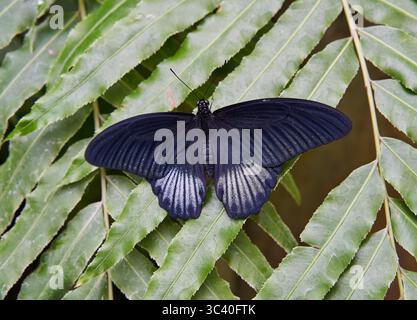 Grande farfalla mormone (Papilio memnon) forma femminile che riposa con ali aperte su una foglia tropicale bagnata Foto Stock