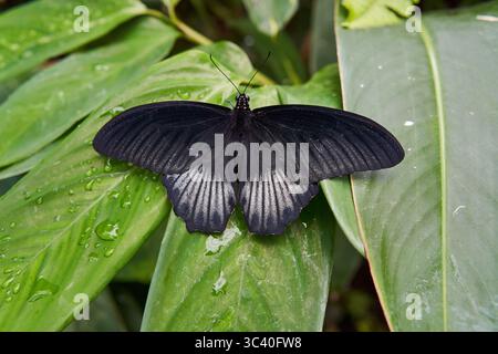 Grande farfalla mormone (Papilio memnon) forma femminile che riposa con ali aperte su una foglia tropicale bagnata Foto Stock