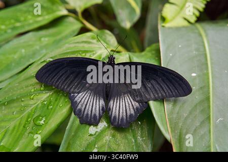 Grande farfalla mormone (Papilio memnon) forma femminile che riposa con ali aperte su una foglia tropicale bagnata Foto Stock