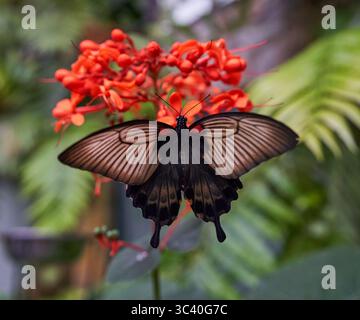 Grande farfalla mormone che si nutre di fiori tropicali rossi luminosi circondati da felci verdi Foto Stock