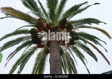 Altissime palme da dattero viste dal basso con gruppi di frutta appesi e lunghe fronde a Tenerife Foto Stock