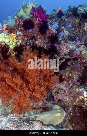 Corallo nero (Antipathes dichotoma) che cresce ai piedi di un blocco di corallo colorato, purea maculata blu (Taeniura lymma) nella parte inferiore dell'immagine Foto Stock