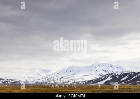 Gruppo di Rhen delle Svalbard (Rangifer tarandus platyrhynchus) che pascolano al largo delle montagne innevate, mammiferi (Mammalia), Aventdalen, Longyearbyen, Svalbard, Svalbard Foto Stock