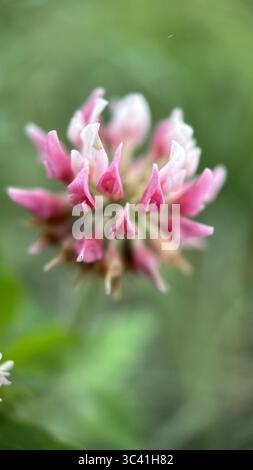Un primo piano di un fiore di trifoglio rosa. Fotografia macro in trifoglio rosso Foto Stock