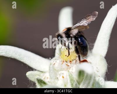 Macro di api minerarie di Ashy (Andrena cineraria) che alimentano gli stami della stella alpina dei fiori Foto Stock