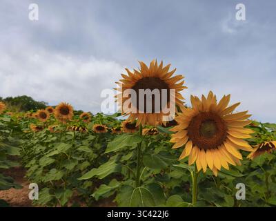 Campo di girasole in una giornata estiva di sole Foto Stock