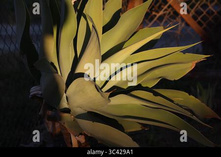 Una pianta di agave cattura gli ultimi raggi del sole pomeridiano, le sue audaci foglie scultoree che brillano di calore contro le ombre della prima serata. Foto Stock