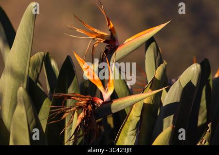 Una pianta di Strelitzia si crogiola nella luce dorata del sole che tramonta, con le sue foglie audaci e i fiori vibranti che brillano di eleganza tropicale e bellezza naturale Foto Stock