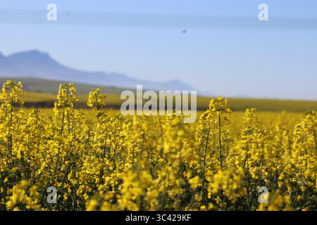 Infiniti campi di canola dorati risplendono sotto il sole, catturando la bellezza dell'agricoltura in piena fioritura e la vibrante promessa di un raccolto fruttuoso. Foto Stock