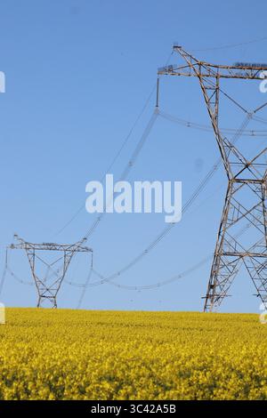 Le linee elettriche si estendono attraverso un campo di canola in fiore, mescolando le infrastrutture umane con la bellezza naturale delle colture dorate sotto un ampio cielo blu. Foto Stock