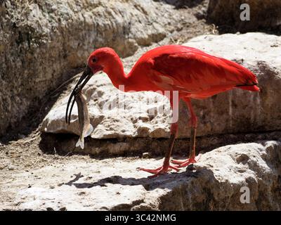 Primo piano Scarlet ibis (Eudocimus ruber) un pesce nel becco e visto dal profilo Foto Stock