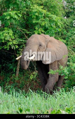 Elefante africano, Loxodonta africana, Victoria Nile, Murchison Falls National Park, Uganda Foto Stock