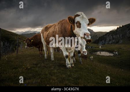 Una mandria di mucche bianche e marroni pascolano pacificamente su un prato verde lussureggiante delle Alpi svizzere. Nuvole scure e spettacolari riempiono il cielo sopra le montagne, crea Foto Stock