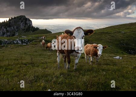 Una mandria di mucche bianche e marroni pascolano pacificamente su una lussureggiante collina nelle Alpi svizzere. La scena è incorniciata da un cielo spettacolare con nuvole scure, cr Foto Stock
