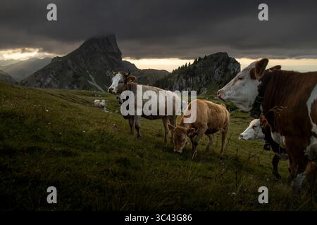 Una mandria di bovini Simmental pascolano pacificamente su un lussureggiante prato alpino, incorniciato da una spettacolare catena montuosa e da un cielo nuvoloso. La scena cattura il beau Foto Stock