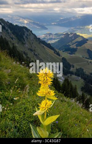Uno scatto ravvicinato cattura un gruppo di vibranti fiori gialli che fioriscono su una collina erbosa, con una vista panoramica delle colline ondulate e lontane Foto Stock