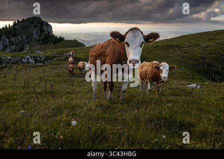 Una mandria di mucche bianche e marroni pascolano pacificamente su un prato verde lussureggiante delle Alpi svizzere. La scena è incorniciata da colline ondulate e montagne lontane Foto Stock