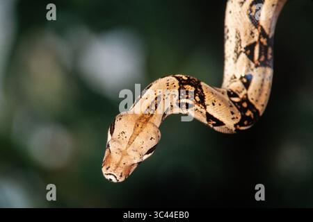 3 dicembre 2020, Provincia di Panama, Panama: Boa Imperator, Boa imperator, è un serpente non velenoso trovato dal Messico attraverso l'America centrale fino alla Colombia. Panama (immagine di credito: © Jon G. Fuller/VW Pics via ZUMA Wire) Foto Stock