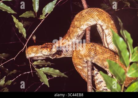 3 dicembre 2020, Provincia di Panama, Panama: Central American Tree Boa o Common Tree Boa, Corallus ruschenbergerii, in un albero a Panama. Notare le zecche grandi sul collo, a destra della testa. (Immagine di credito: © Jon G. Fuller/VW Pics tramite filo ZUMA) Foto Stock