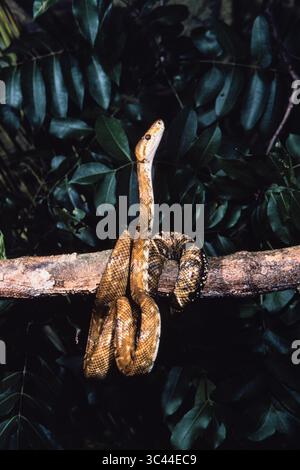 3 dicembre 2020, Provincia di Panama, Panama: Central American Tree Boa o Common Tree Boa, Corallus ruschenbergerii, in un albero a Panama. (Immagine di credito: © Jon G. Fuller/VW Pics tramite filo ZUMA) Foto Stock