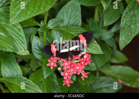 3 dicembre 2008, Vara Blanca, Valle del Cauca, Colombia: La piccola farfalla Postman, Heliconus erato, si trova dal Texas meridionale al Sud America. (Immagine di credito: © Jon G. Fuller/VW Pics tramite filo ZUMA) Foto Stock